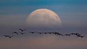 Supermond: Größter Vollmond des Jahres am Abend über Deutschland