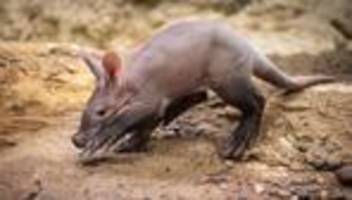 Tiere: Erdferkel-Nachwuchs im Frankfurter Zoo