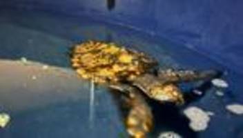 Tiere: Junge Meeresschildkröte auf Sylt gefunden