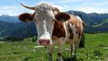 Tiere: Kuh flieht auf Bundesstraße - Jäger greift ein