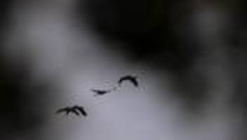 tierseuche: vogelgrippe: mehr als 680.000 tiere verendet oder getötet