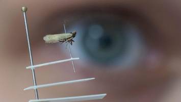 „Insekten-Alien“ schockt Deutschlands Bauern – Ernten in Gefahr?