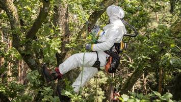 Bäume in Gefahr? Immer weniger Geld und Personal für Grün in Hamburg