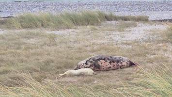 Flauschalarm auf Helgoland: Erste Robbenbabys der Saison sind da!