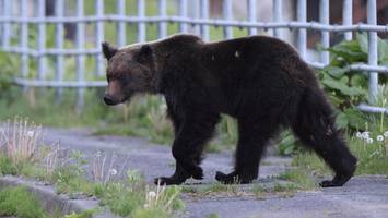 Japan schickt Soldaten mit Schildern und Stöcken in Kampf gegen Bären