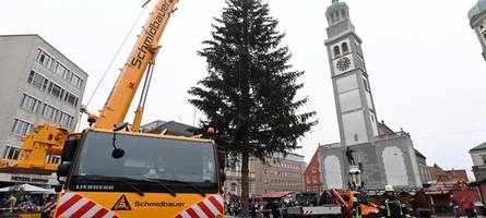 Kommende Woche kommt der Weihnachtsbaum auf den Rathausplatz