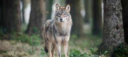wurde ein kalb im landkreis landsberg von einem wolf gerissen?