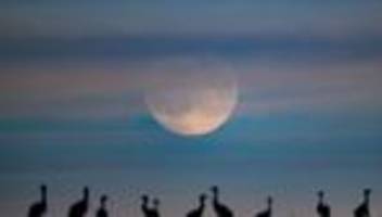 Geflügelpest bei Wildvögeln: Kreis Pinneberg: Vogelgrippe an Kranichen nachgewiesen