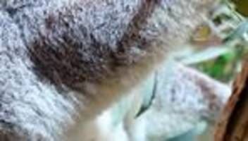 Nachwuchs im Zoo: Jetzt haben wir Gewissheit - Koala-Baby im Zoo Leipzig