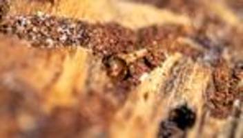 Schädlinge im Wald: Gute Nachricht für den Wald: Borkenkäferschäden gesunken