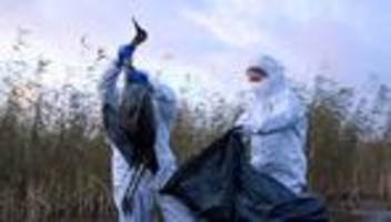 Tierseuche: 16 Vogelgrippe-Fälle im Altmarkkreis Salzwedel bestätigt