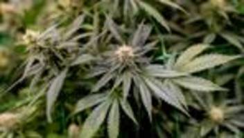 verdächtiger in u-haft: illegale plantage: polizei stellt säckeweise cannabis sicher