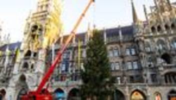 Weihnachten: Tiroler Christbaum ziert Münchens Marienplatz