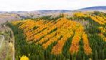 Wertvolle Rohstoffe: Suche nach Gold und Silber im Harz genehmigt