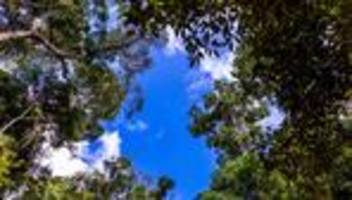 regenwaldfonds: die wundersame geldvermehrung von belém