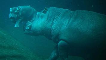 Im Video: Hippo-Baby mit Mama Nala auf Erkundungstour