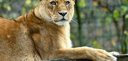 Neuseeland: Zoo muss schließen - Löwen eingeschläfert