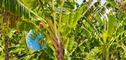 costa rica: bananenarbeiter erhalten nach beschwerde entschädigung