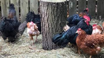 Wildtierstation: „Ausbruch der Vogelgrippe wäre eine Katastrophe!“