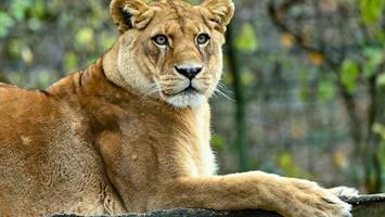 Zoo in Neuseeland schläfert Löwen ein – „Einfach nur widerlich“