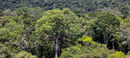 Klimakonferenz in Brasilien: Endspiel um den Regenwald
