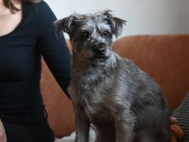 Haustiere: „Mein Ein und Alles“ – Was Hunde kosten