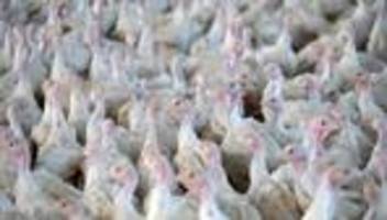 In Friesoythe: 9.400 Puten wegen Geflügelpestausbruch getötet