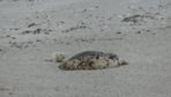 Naturspektakel: Erste Kegelrobben der Saison auf Helgoländer Düne geboren