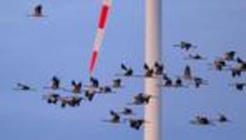 Tiere: Vogelgrippe breitet sich in Rheinland-Pfalz weiter aus