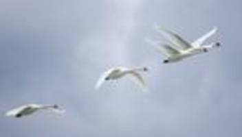 Tierseuche: Vogelgrippe erreicht Grenzregion – Stallpflicht in Kraft