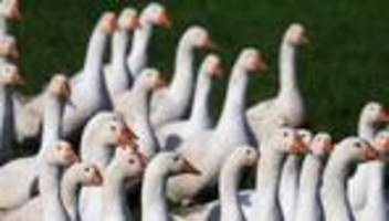 Verbraucherpreise: Höhere Geflügelpreise vor dem Martinsfest