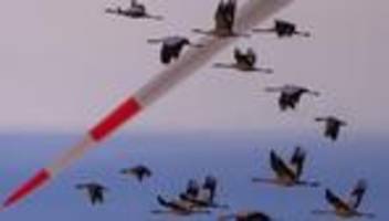 Vogelgrippe: Kranke Kraniche dürfen in mehreren Regionen getötet werden