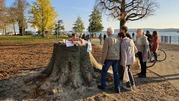 Baum am Müggelsee fällt Kettensäge zum Opfer – Bürger fassungslos