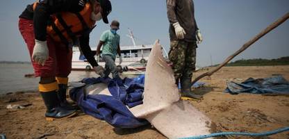 delfinsterben im amazonas 2023: diese gründe führten zur katastrophe