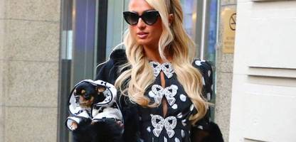 Hunde klonen: Wie Tom Brady und Barbra Streisand ihre Lieblinge wiederbelebten