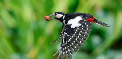 Specht: Wie ein Bodybuilder – so kommt der Vogel zu seiner erstaunlichen Kraft