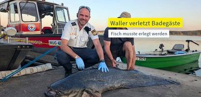 wels am brombachsee: schüsse auf bissigen fisch waren laut staatsanwaltschaft rechtens