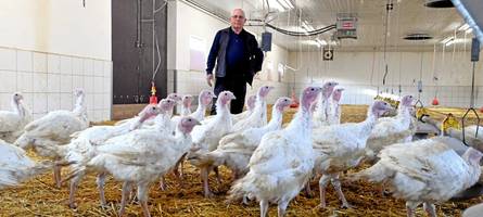 wie tierhalter sich gegen die geflügelpest wappnen