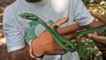 Besonders - und todgeweiht: Inselreptilien verschwinden, bevor man sie überhaupt kennt