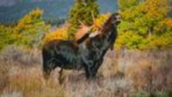 stimmlage: wären sie gern größer?