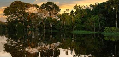 Gute Nachrichten: Geldregen für den Regenwald, Herdeckes Bürgermeisterin und Patti Smith