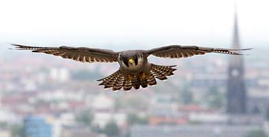 „nest-flix“: liebe, geburt, tod – reality-tv-sender fesselt zuschauer