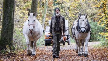 im volkspark sind die pferde los – „stella“ sorgt für polizeieinsatz