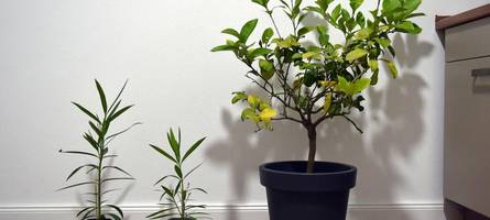 Wann muss man Kübelpflanzen hereinholen und wie überwintert sie am besten?