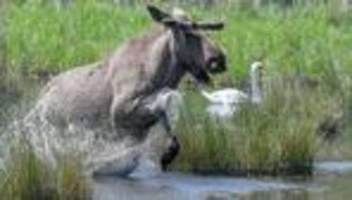 Wildtiere auf Wanderschaft: Kommt der Elch zurück nach Deutschland?