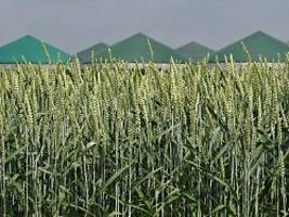 Mit Gülle durch die Dunkelflaute: Biogas leistet dasselbe wie Gaskraftwerke - 50 Milliarden Euro günstiger