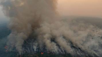 macht schluss mit dem zaudern – rettet die grüne lunge der welt!