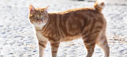 So geht es mit dem Zuchtverbot um Katze „Puschy“ weiter