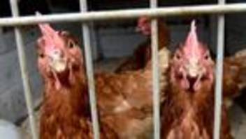Geflügelpest: Stallpflicht nach H5N1-Ausbruch - gut 90 Hühner tot