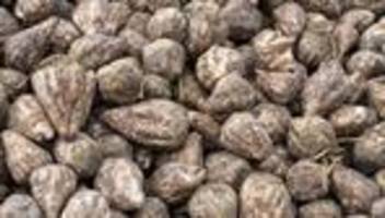 landwirtschaft: niedersachsens bauern erwarten gute rübenernte